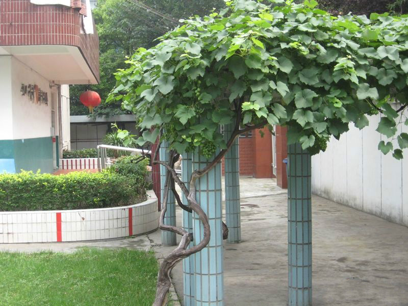 上海市寶山區泗塘承苗養老院 上海市寶山區泗塘承苗養老院