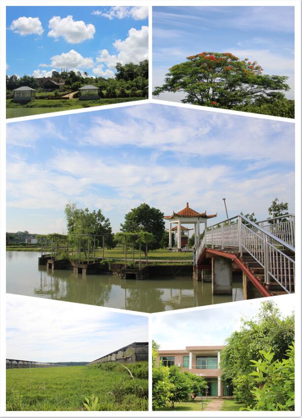 海南愛來田心生態農莊