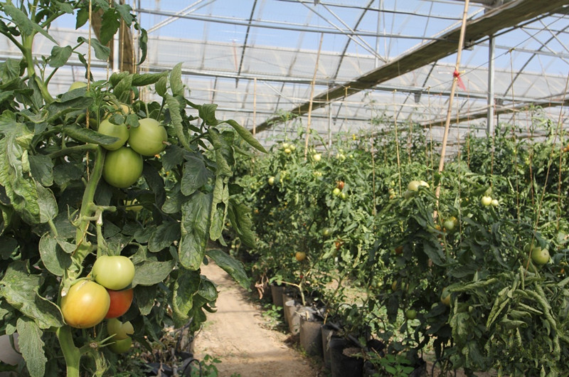 新疆烏魯木齊南山生態老年公寓 新疆烏魯木齊南山生態老年公寓