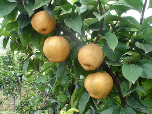 濟南市歷城區長壽山國際生態養老園 濟南市歷城區長壽山國際生態養老園