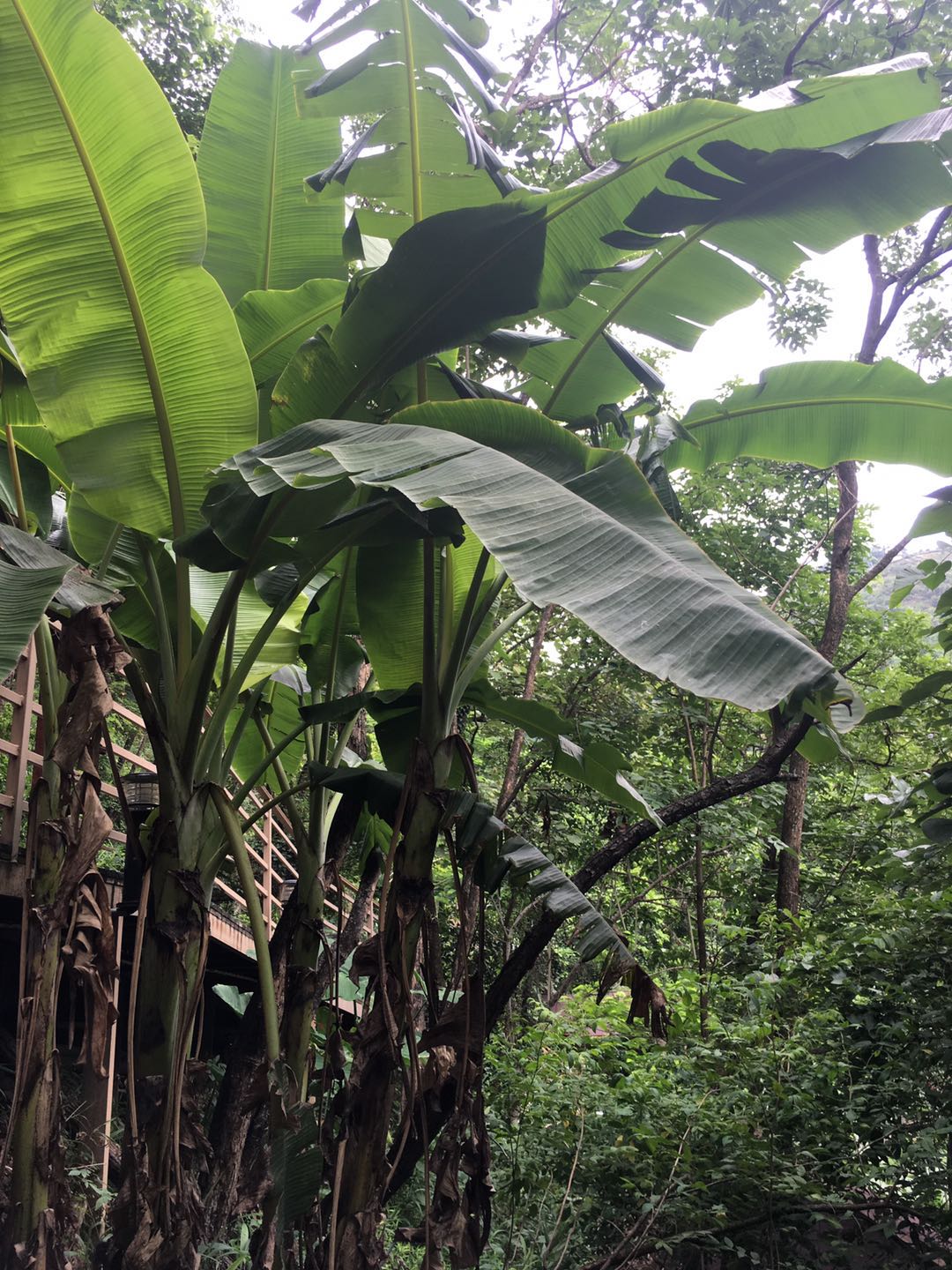 云南銀鷹溫泉酒店 云南銀鷹溫泉酒店