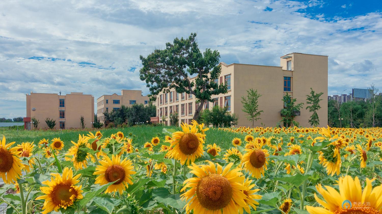 北京市朝陽區緣愛康宸養老院 北京市朝陽區緣愛康宸養老院