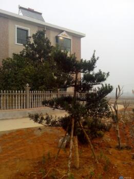 1512611343346030804.jpg 33.jpg